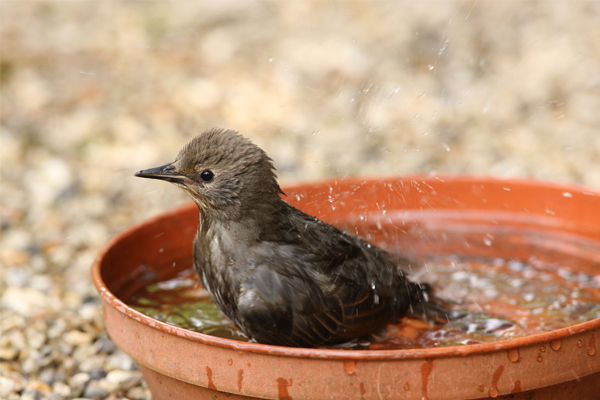 This Summer Keep water for the Birds, Bees and Butterflies!