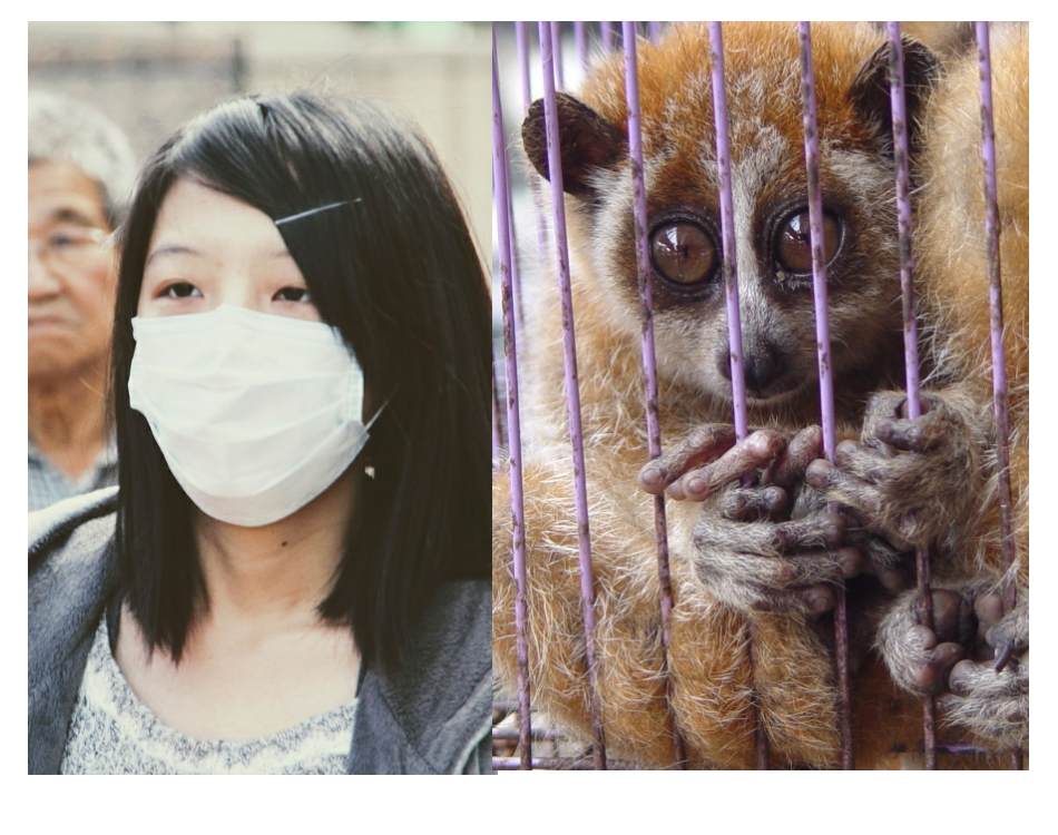 corona virus animal trade ban china