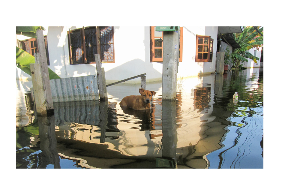 Dog Rescued Kerala