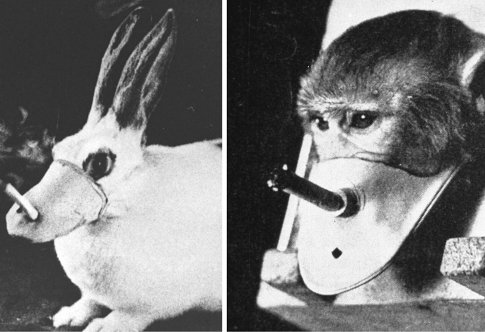 animal testing should not be banned article
