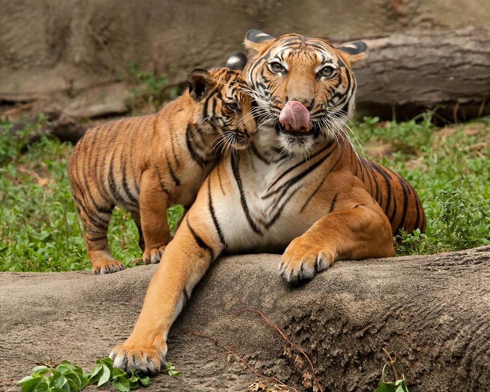 tigress Avni