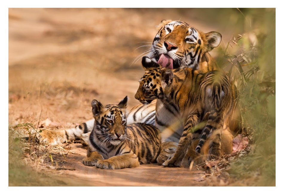 tigress and cubs