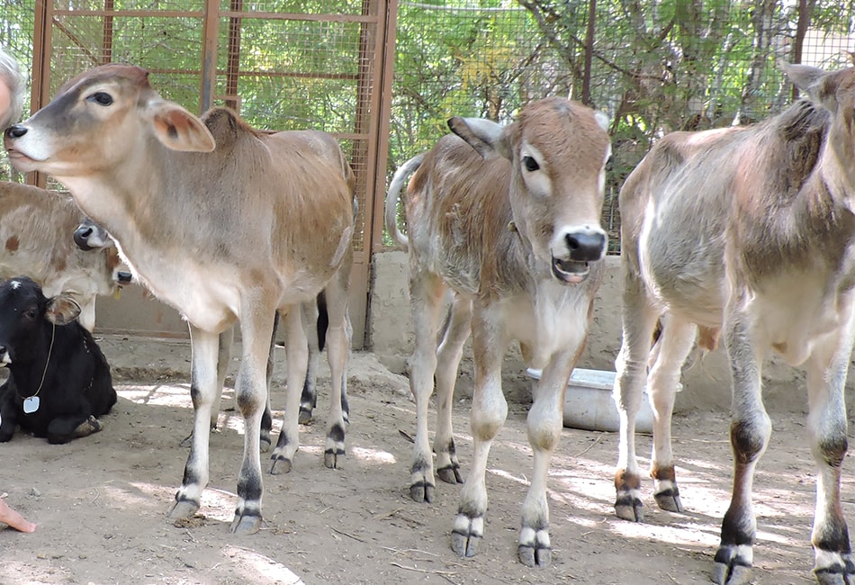 Animal Shelter India