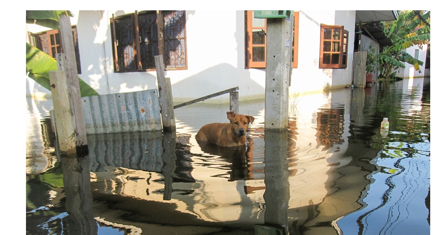 Dog Rescued Kerala