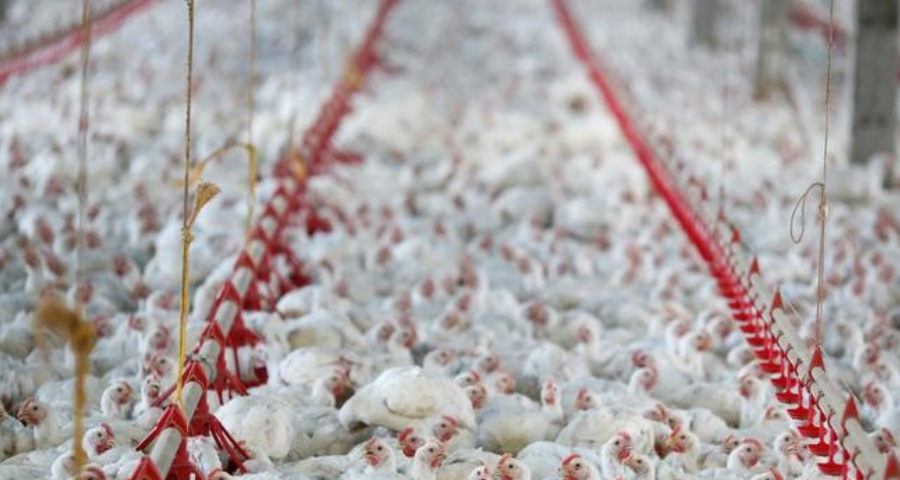 Over 52 million birds are killed by the deadliest avian flu outbreak in ...