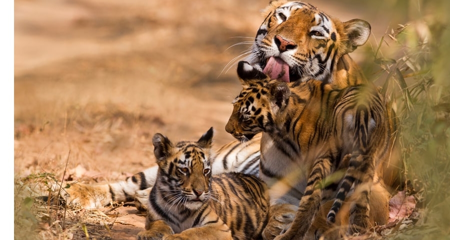 tigress and cubs