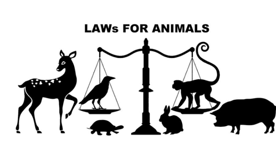 India's First . in Animal Protection Laws: Animal Law Centre is creating  changemakers for animals