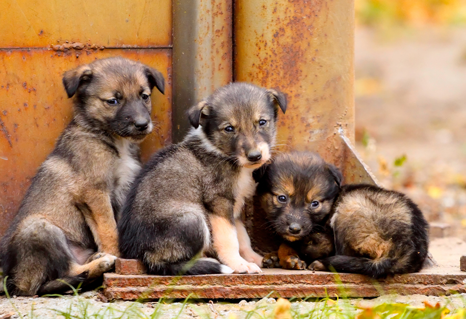 Perfect 7 Step Rescue Regime for Stray Dogs - Veganfirst